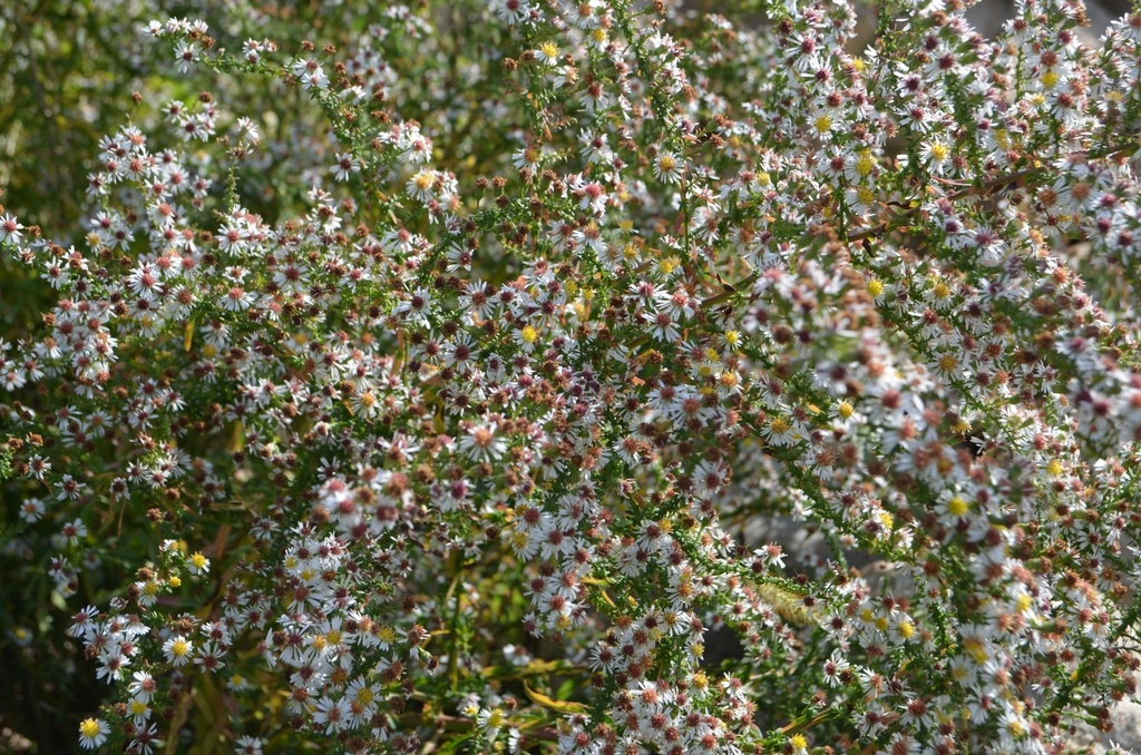 Aster ericoides 'Weisserzwerg'