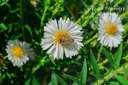 Aster novae-angliae 'Herbstschnee'