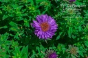 Aster novae-angliae 'Purple Dome'