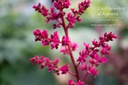 Astilbe arendsii (x) 'Fanal'