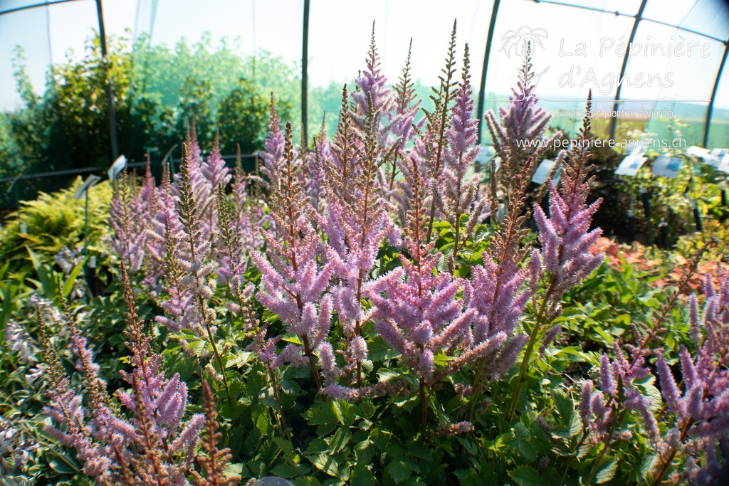 Astilbe chinensis 'Pumila'