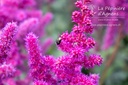 Astilbe chinensis 'Vision in Red'