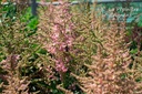 Astilbe hybride 'Country & Western'