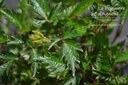 Astilbe simplicifolia 'Sprite'