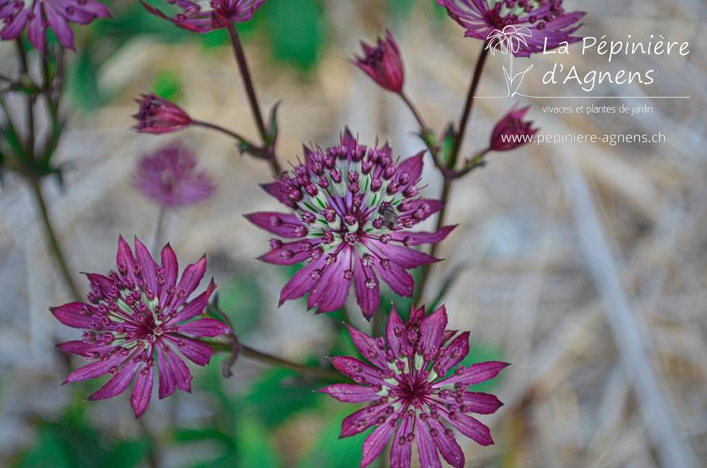 Astrantia major 'Claret'