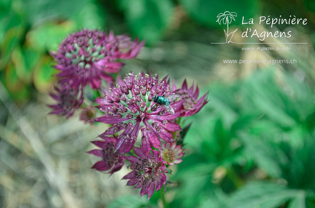 Astrantia major 'Ruby Wedding'