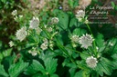 Astrantia major 'Star of Billion'