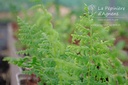 Athyrium filix-femina