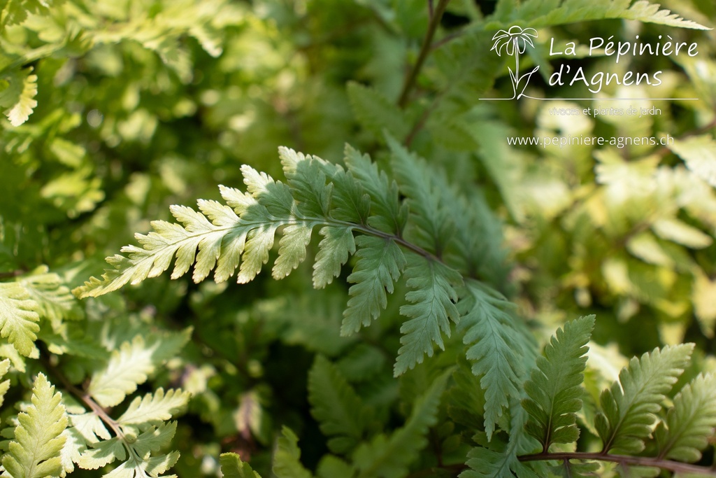 Athyrium niponicum 'Metallicum'