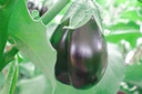 Aubergine cultivar 'Black Beauty'