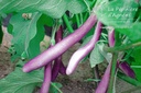 Aubergine cultivar 'Pink Lady'