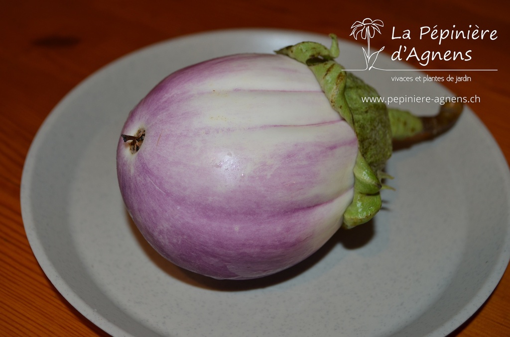 Aubergine cultivar 'Rotonda Bianca'