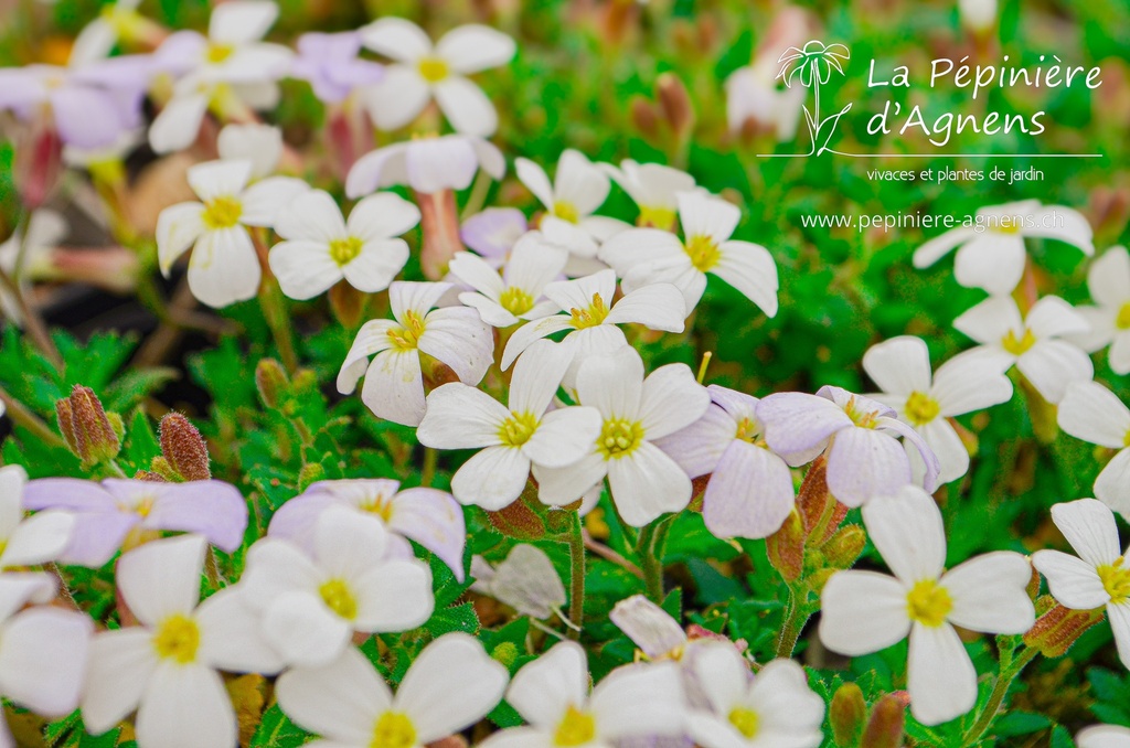 Aubrieta hybride 'Alba'