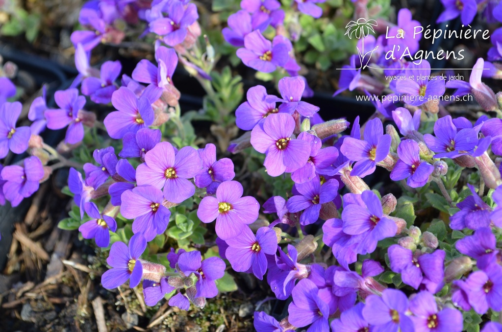 Aubrieta hybride 'Hamburger Stadtpark'