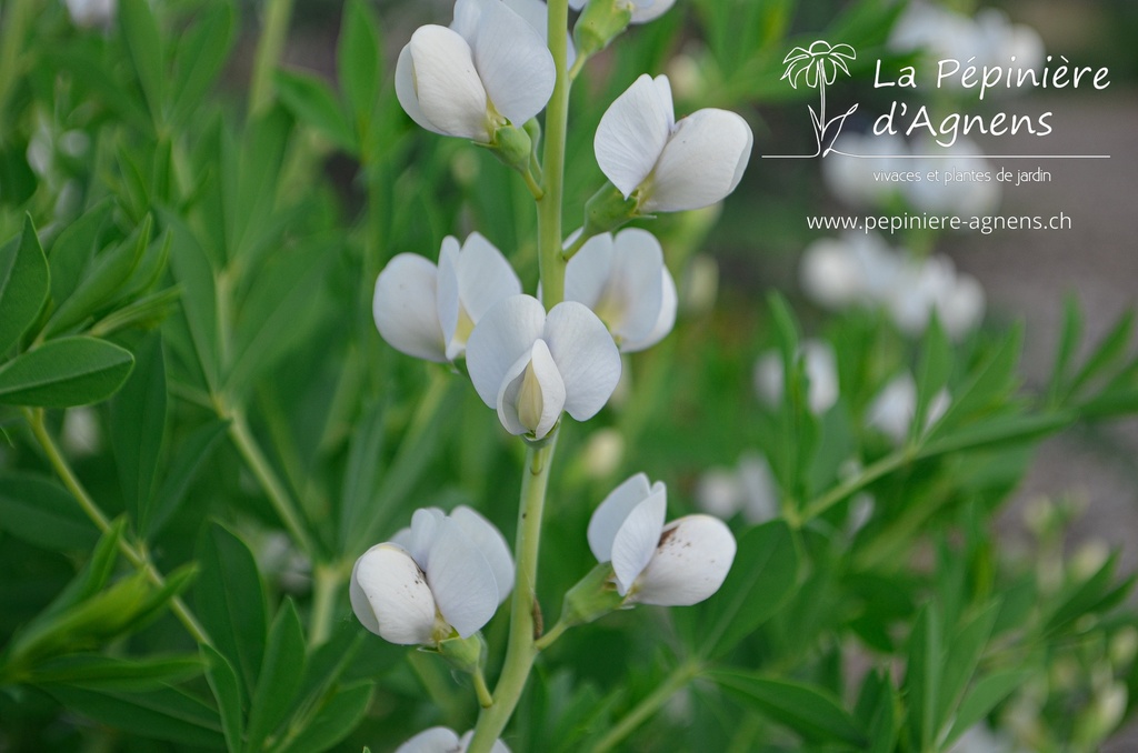 Baptisia australis 'Alba'