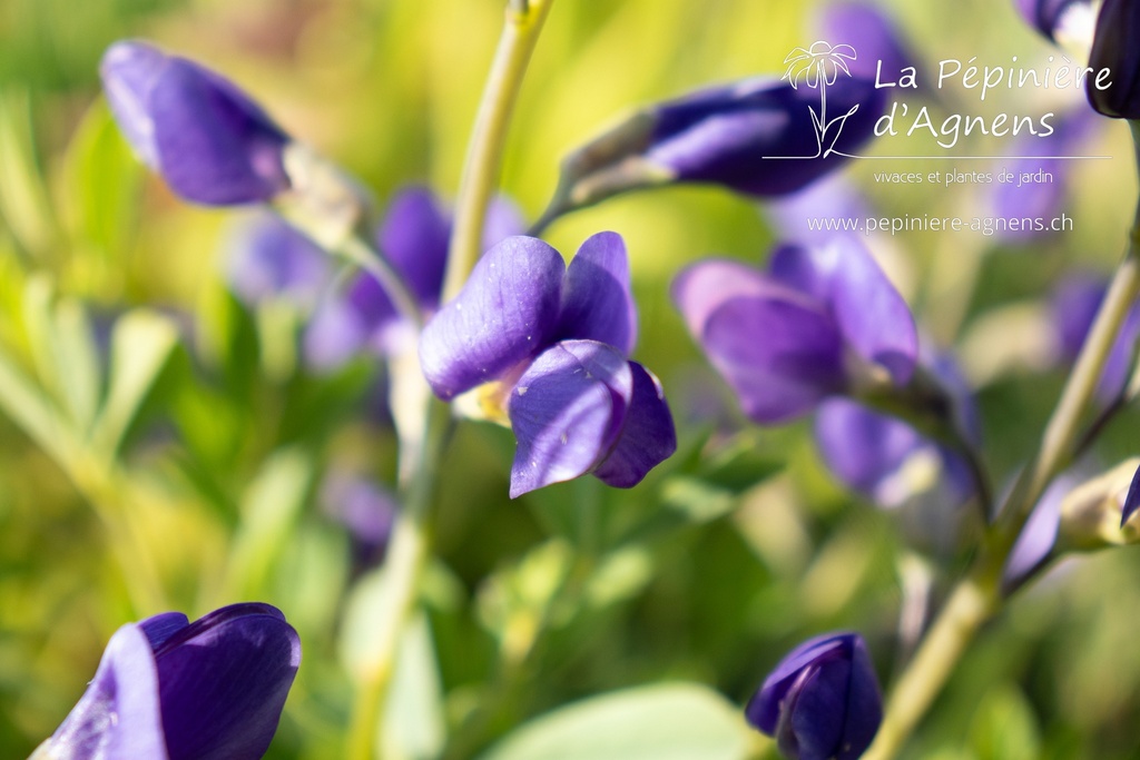 Baptisia australis 'Caspian Blue'