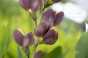 Baptisia hybride 'Chocolate Chip'