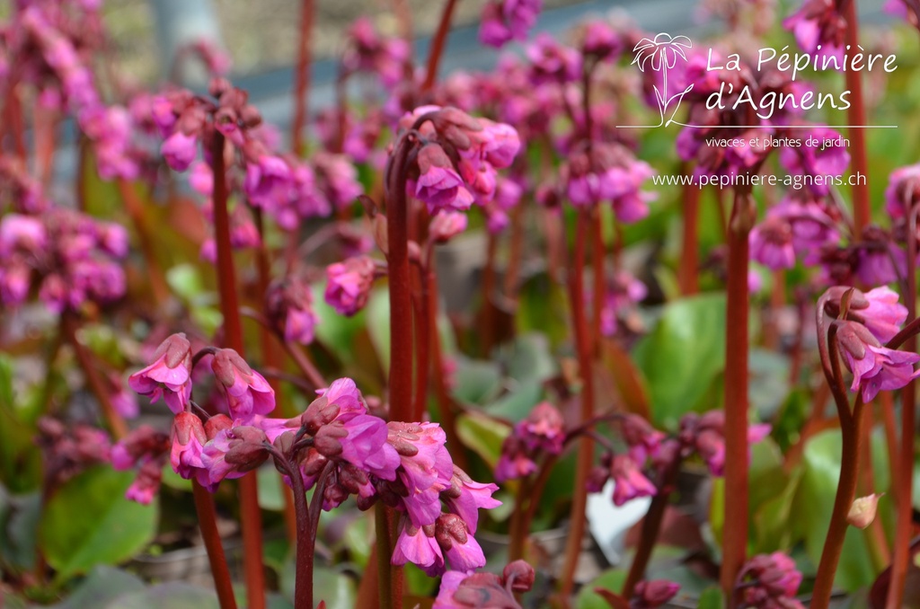 Bergenia cordifolia 'Eroica'