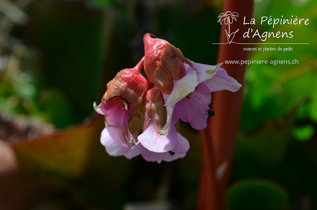 Bergenia hybride 'Baby Doll'