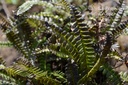 Blechnum penna-marina