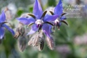 Borago officinalis