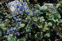 Brunnera macrophylla 'Jack Frost' ®