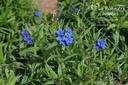 Buglossoides purpurocaerulea