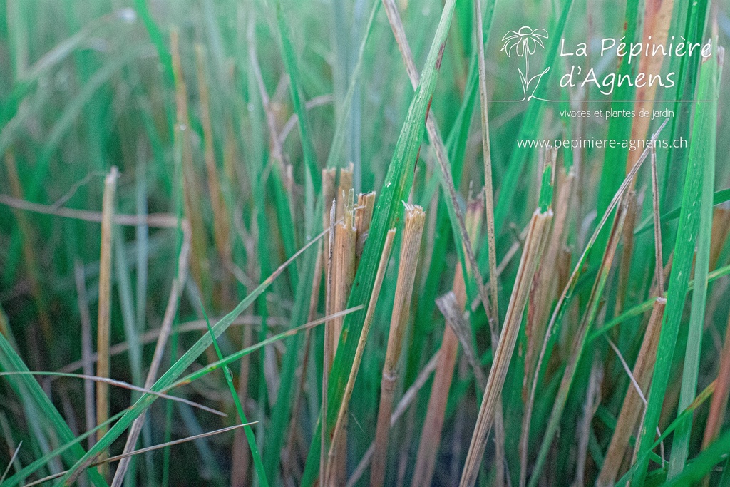 Calamagrostis acutiflora (x) 'Karl Foerster'