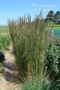 Calamagrostis acutiflora (x) 'Karl Foerster'