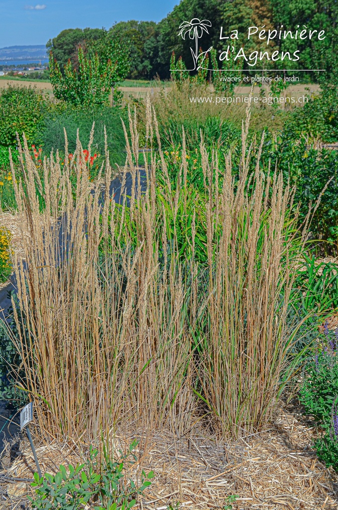 Calamagrostis acutiflora (x) 'Overdam'