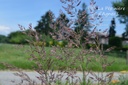 Calamagrostis acutiflora (x) 'Overdam'