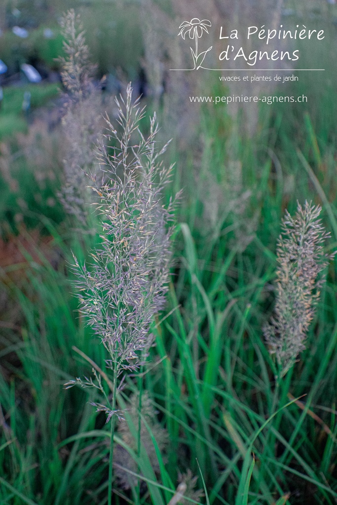 Calamagrostis brachytricha