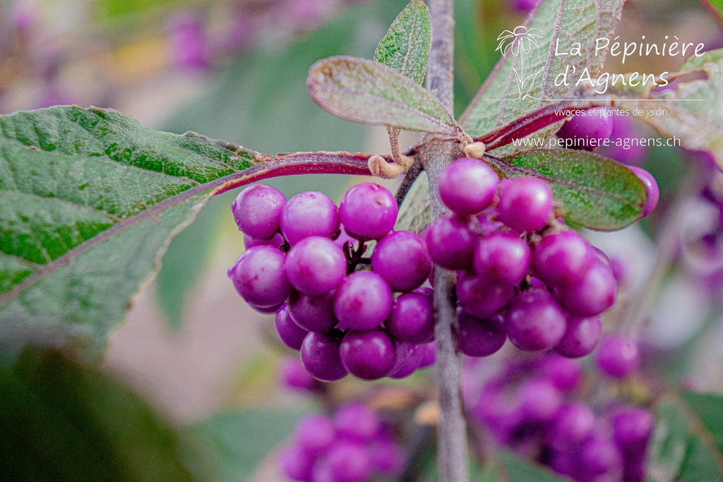 Callicarpa bodinieri 'Profusion'