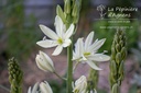 Camassia leichtlinii 'Alba'