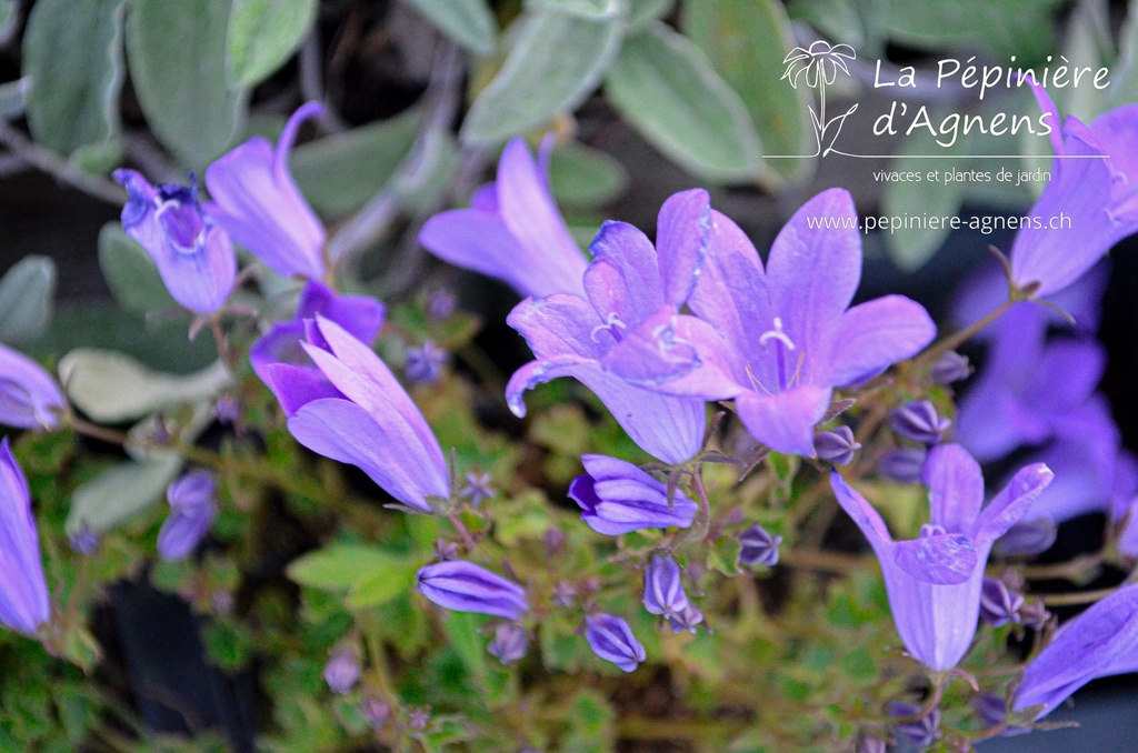 Campanula 'Birch Hybrid'