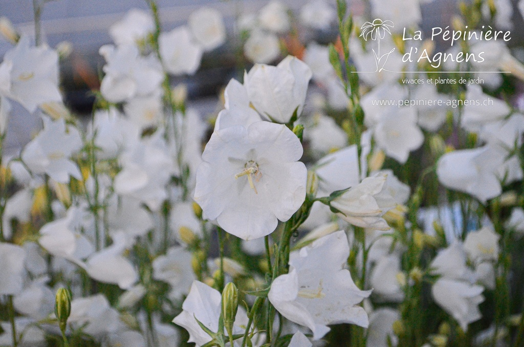 Campanula persicifolia 'Alba'