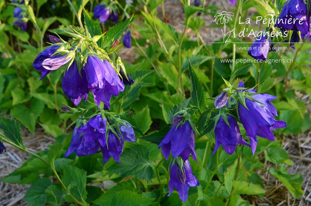 Campanula punctata 'Sarastro'