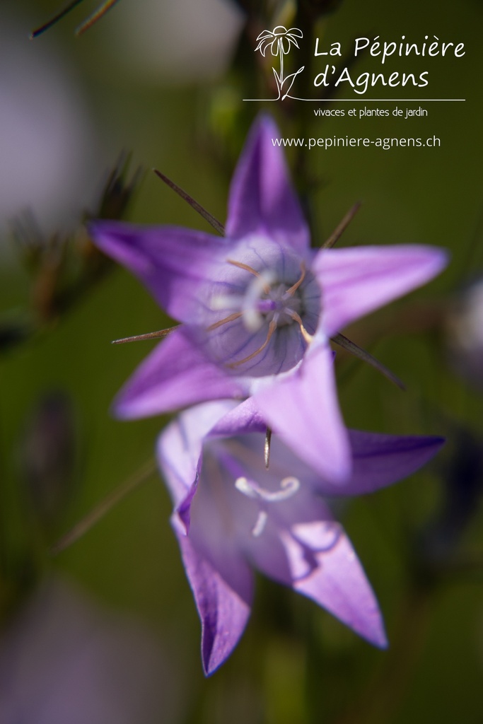 Campanula rapunculus