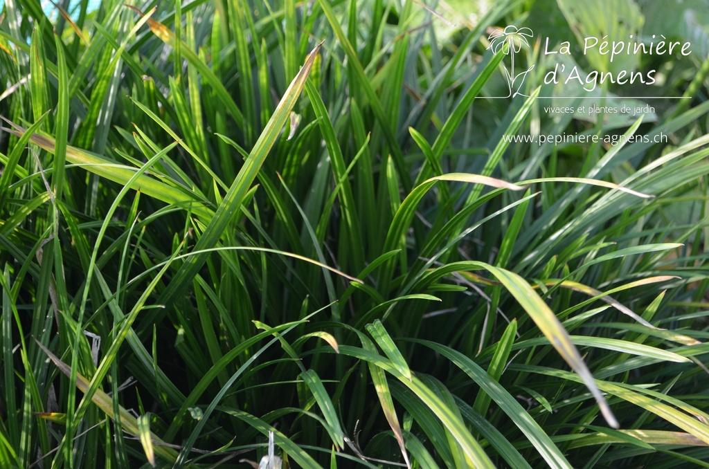 Carex morrowii 'Irish Green'