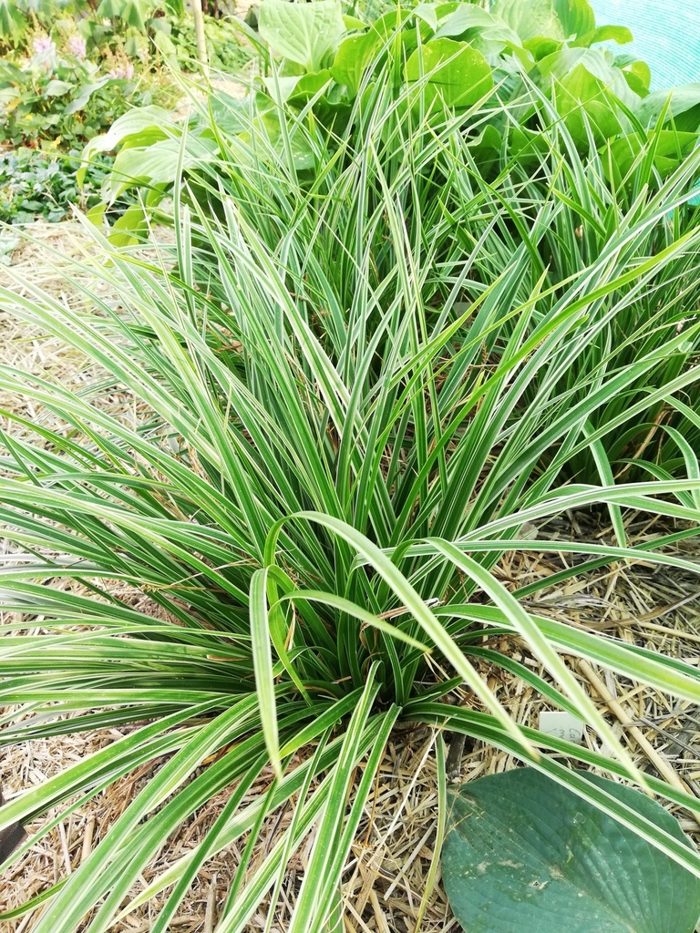 Carex morrowii 'Variegata'