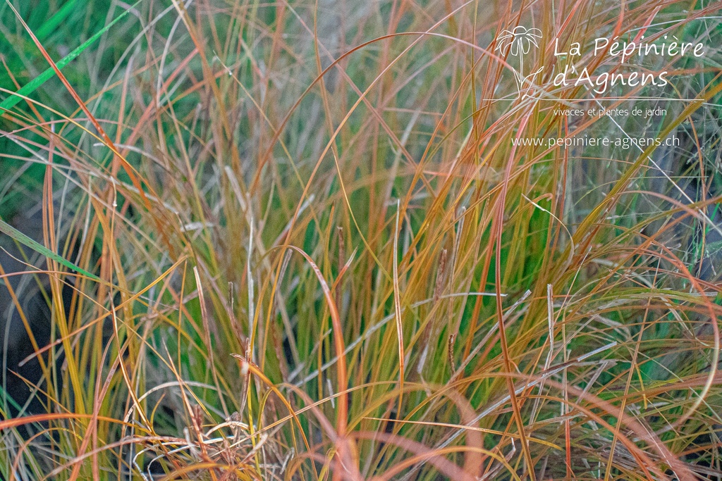 Carex testacea 'Prairie Fire'