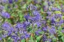 Caryopteris clandonensis 'Heavenly Blue'