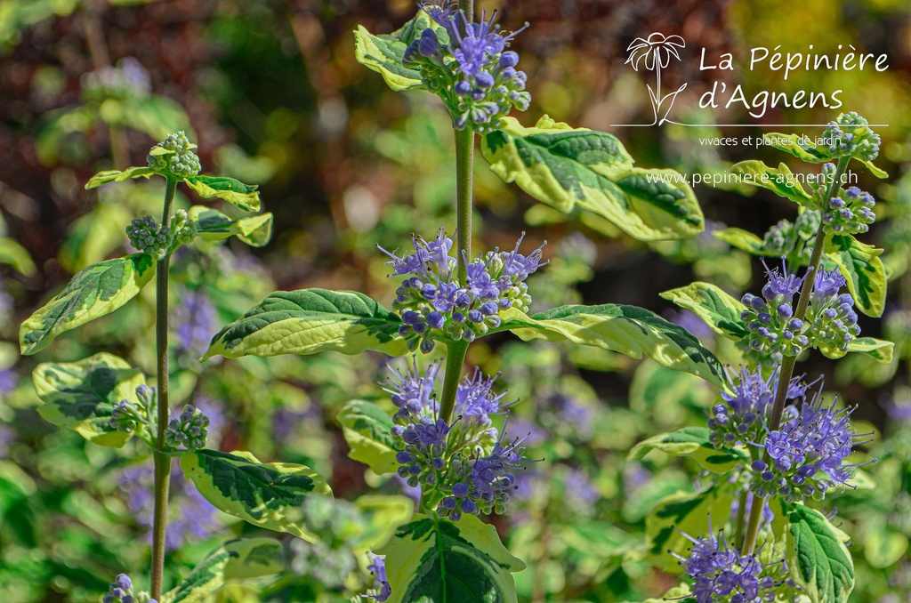 Caryopteris clandonensis 'White Surpris'