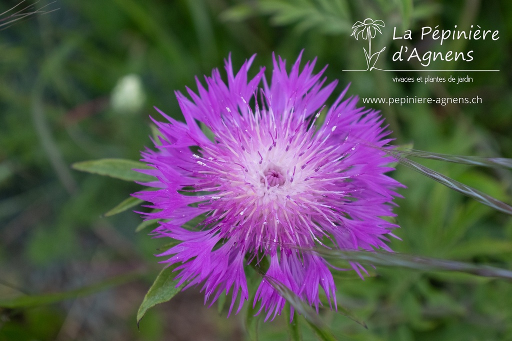 Centaurea dealbata