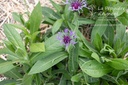 Centaurea montana