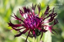 Centaurea montana 'Jordy'