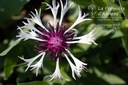 Centaurea montana 'Purple Heart'