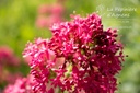 Centranthus ruber 'Coccineus'