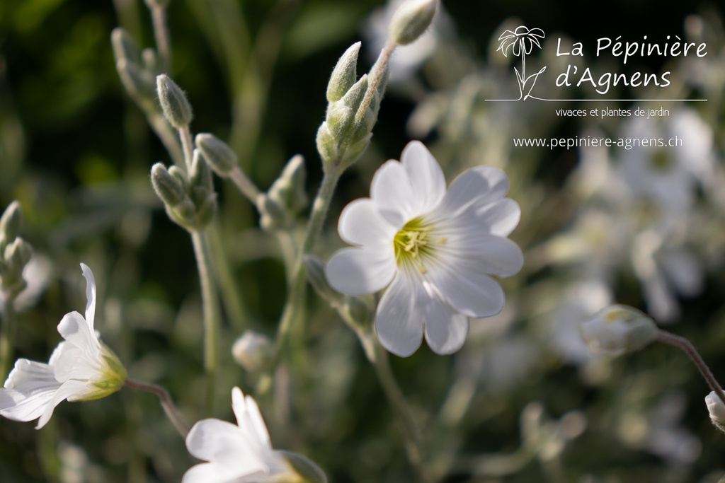 Cerastium tomentosum var.columnae 'Silberteppich'