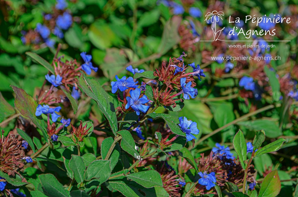 Ceratostigma plumbaginoides